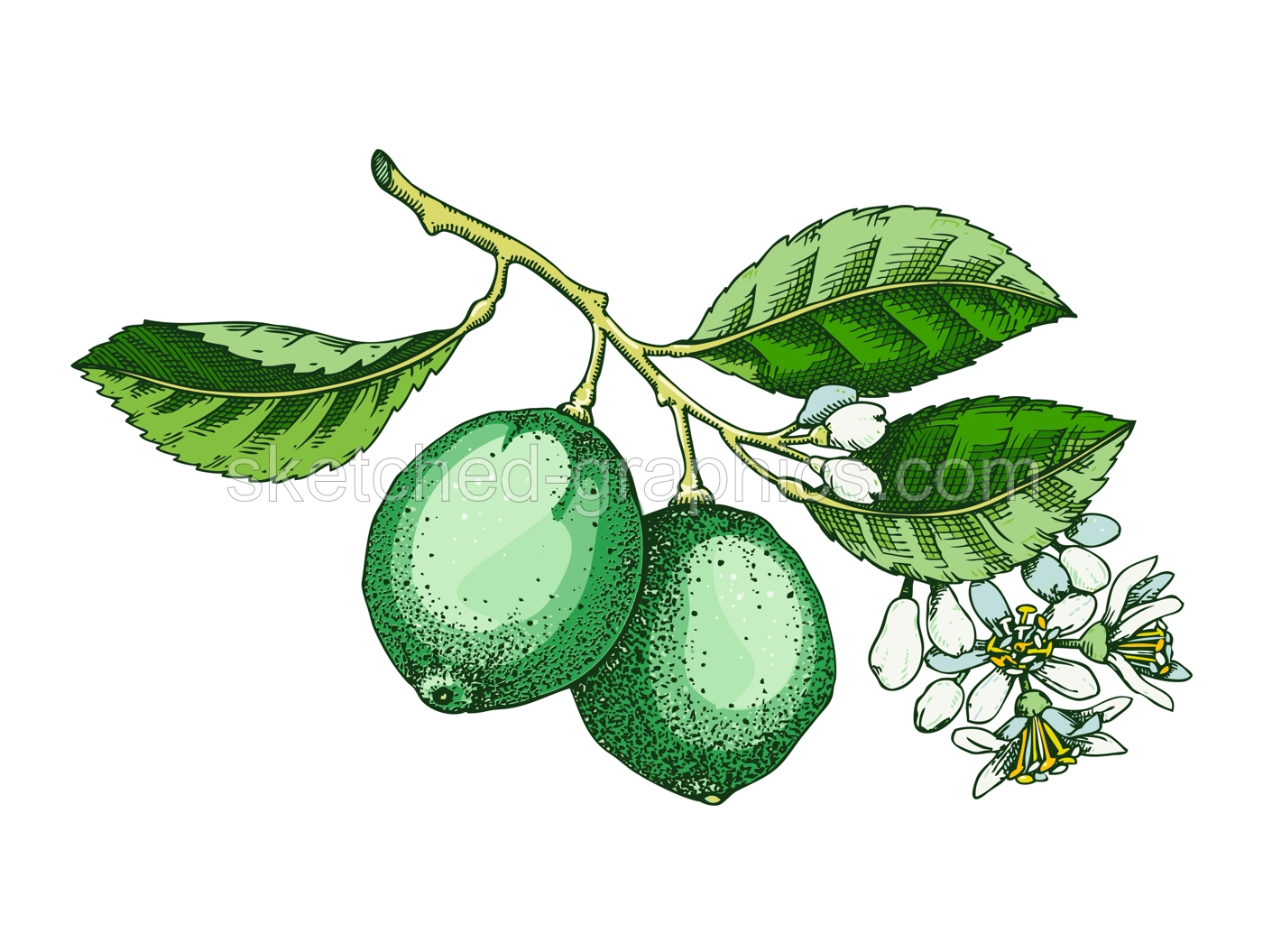 Lime fruit sketch in color. Citrus tree branch with fruit, leaves and flowers. Hand-drawn vector illustration. Exotic plant drawing in watercolor style. Botanical design element. NOT AI-generated Illustration